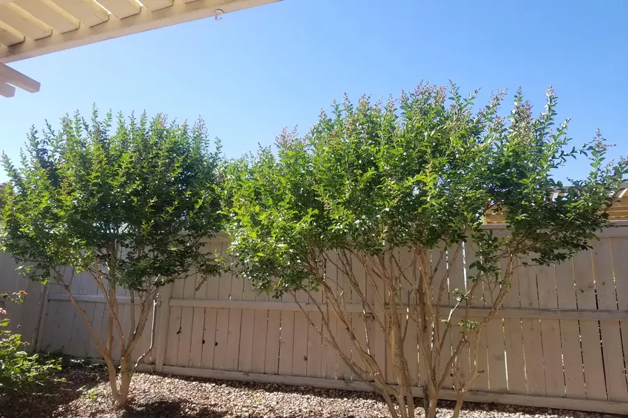 Our local tree service at work in Perris, CA