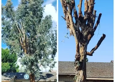 Local Tree Service