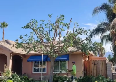 Local Tree Service