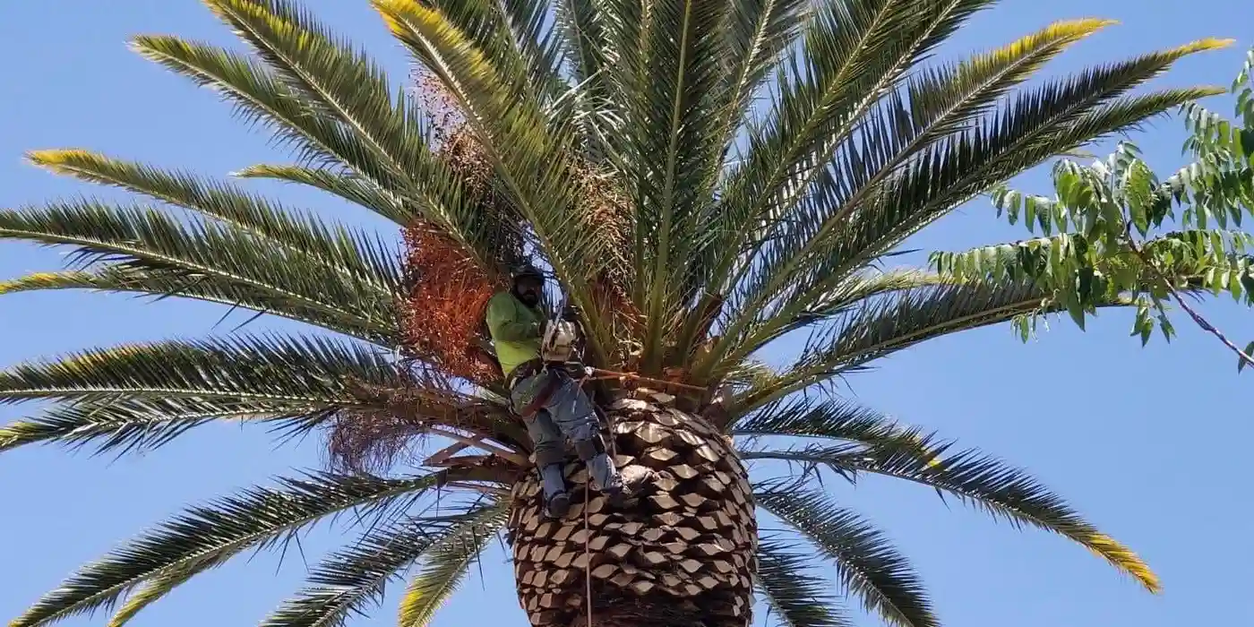 Palm Tree Trimming