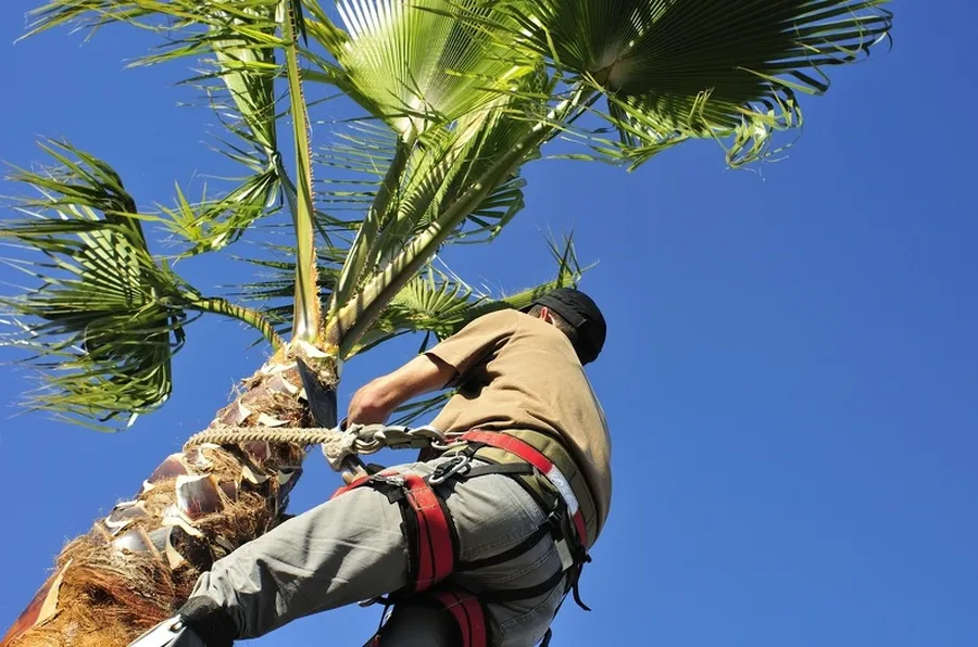 How Palm Tree Trimming Improves Your Propertys Value in Perris, CA