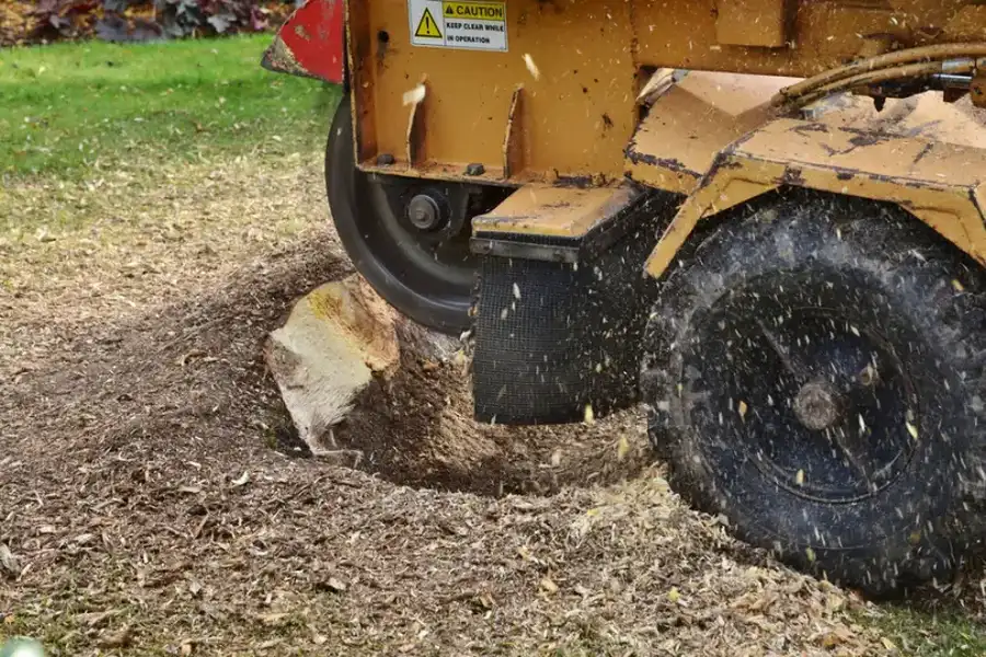 How To Choose The Right Stump Grinding Service For Your Needs in Perris, CA