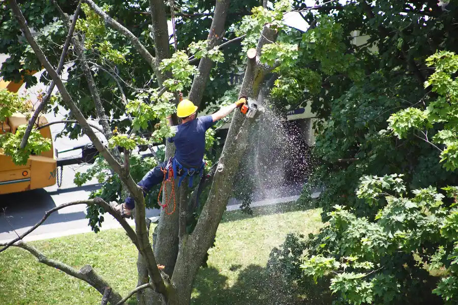 How Tree Removal Can Prevent Damage To Underground Utilities in Perris, CA How Tree Removal Can Prevent Damage To Underground Utilities in Perris, CA