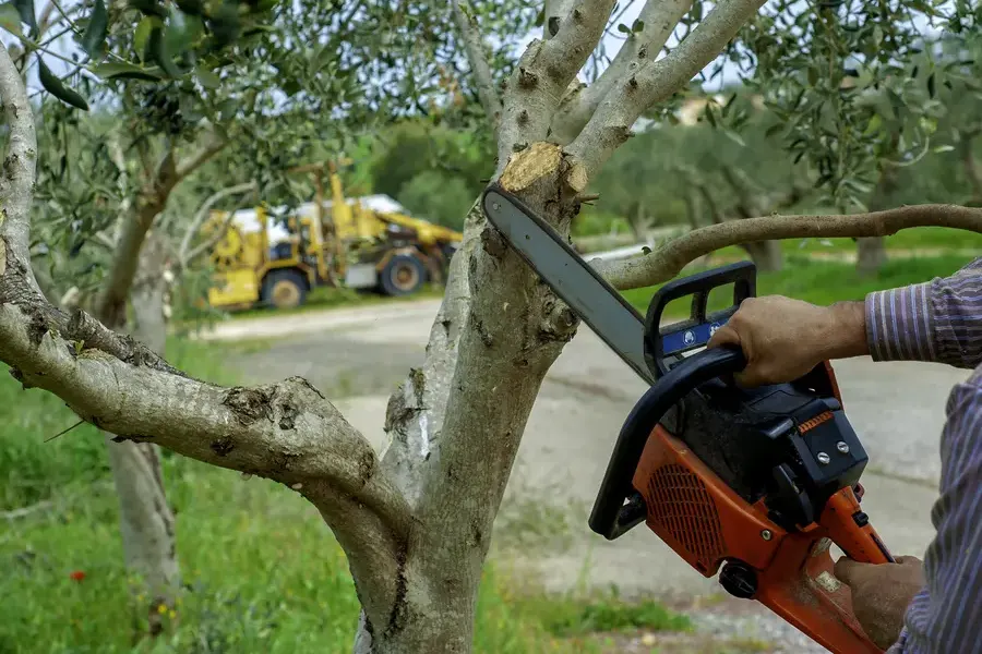 How Tree Trimming Supports Strong Branch Growth in Perris, CA