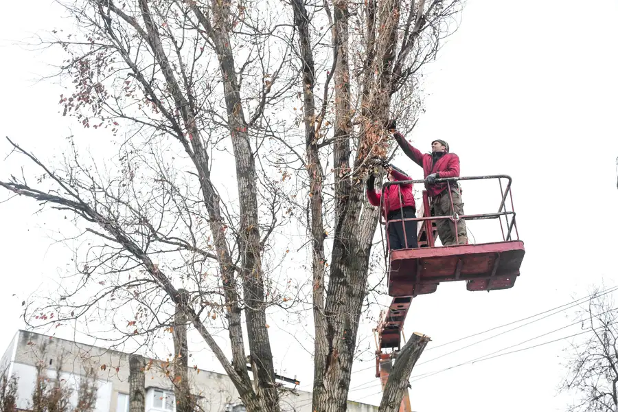 How Tree Trimming Supports Strong Branch Growth in Perris, CA