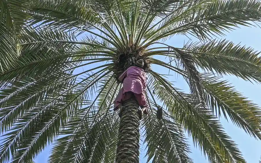 Local Palm Tree Trimming in Perris, CA