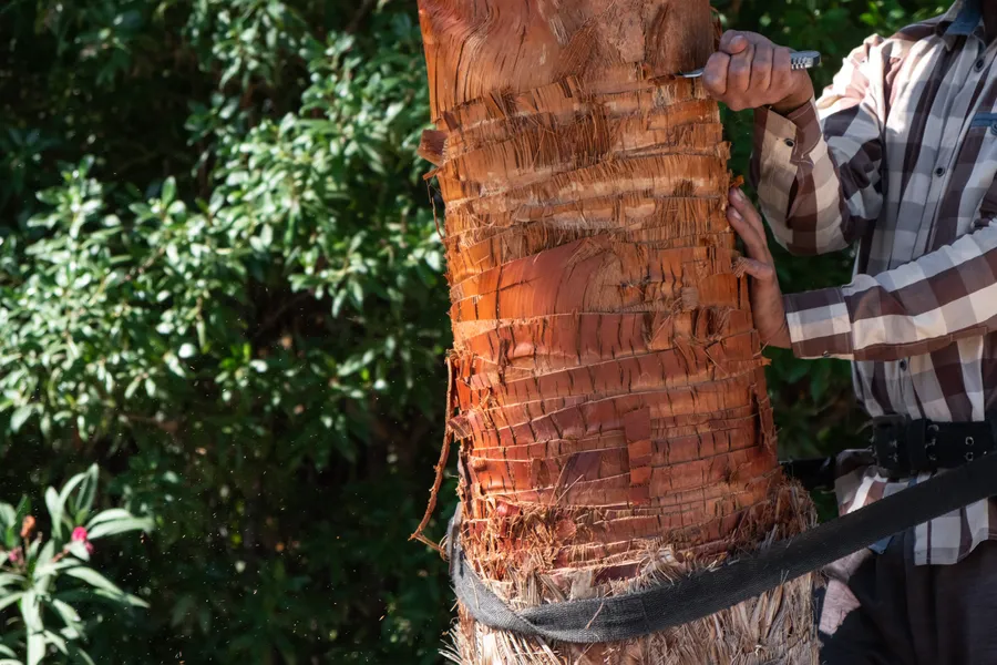 Quality Palm Tree Trimming in Perris, CA
