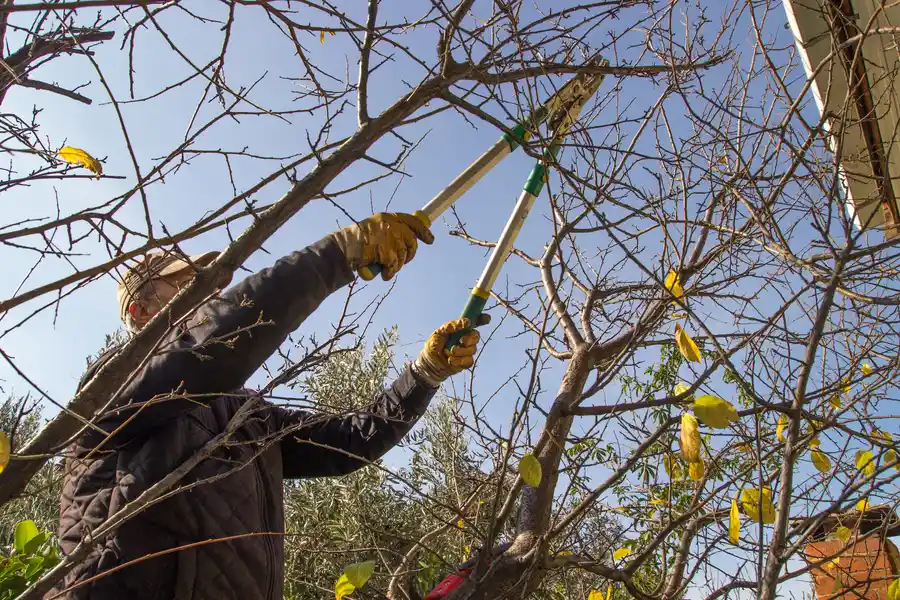 Seasonal Tree Trimming And Tree Health Benefits in Perris, CA